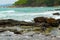 Seascape with a Pacific reef heron bird