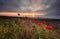 Seascape with poppies