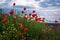 Seascape with poppies / Magnificent sunrise view with beautiful poppies on the beach near Burgas, Bulgaria