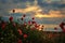 Seascape with poppies / Magnificent sunrise view with beautiful poppies on the beach near Burgas, Bulgaria