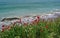 Seascape with red poppies on the Black Sea - Costinesti, Romania