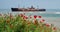 Seascape with red poppies on the Black Sea. Landmark attraction in Costinesti, Romania: Evangelia shipwreck