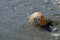 Seascape with shell on the beach, covered by water. Summer, sea, sun, beach, fine sand - Black Sea, landmark attraction in Romania