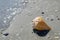 Seascape with shell on the beach. Summer, sea, sun, beach, fine sand - Black Sea, landmark attraction in Romania