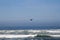 Seascape showing horizon with cormorant flying past