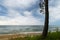 Seascape with solitary pine tree growing on dune. Baltic sea landscape during cloudy weather.