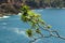 Seascape with a spurge tree euforbia near the Cinque Terre. In the background the waves of the blue sea