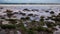 Seascape during sunset. Beach with stones covered by long green seaweeds. Ocean low tide. Nature background. Slow shutter speed.