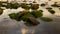 Seascape during sunset. Beach with stones covered by long green seaweeds. Ocean low tide. Nature background. Water reflection.