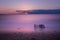 Seascape sunset with a washed up crab cage