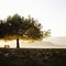 Seascape Switzerland Bielersee Bern Tree Bench Horizon