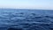 Seascape View from the boat of Grey Whale in Ocean during Whalewatching trip, California, USA. Eschrichtius robustus