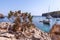 Seascape view of the famous bay Cala Turqueta focus on young pine tree in the foreground Menorca, Balearic islands, Spain
