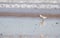 Seascape with water bird on the beach