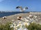 Seascape Wildflowers  daisy   seashell and wild flowers  on stone at beach sea water splash and on horizon yach club harbor blu