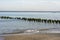 Seascape with wooden breakwaters covered with green moss and algae. Selective focus