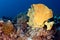 Seascape. Yellow soft coral covered with white sea worms