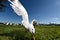 Seasgulls Feeding