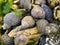 Seashell and Barnacles on Rocks