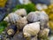 Seashell and Barnacles on Rocks