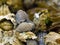 Seashell and Barnacles on Rocks