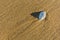 Seashell on the beach.