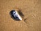 Seashell on beach with golden brown wet sand and sea shell shining in sunlight next to the ocean.