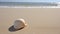 seashell on the beach, Lone Seashell on Serene Beach, Generative AI