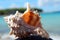 Seashell on the beach (Murter, Croatia)