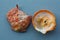 Seashell of bivalve mollusc American thorny oyster or Atlantic thorny oyster, Spondylus americanus, on a blue background.