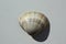 Seashell of bivalve mollusc white trough shell or white trough clam, Mactra stultorum, on a neutral background.