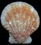 Seashell bivalves