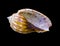 Seashell on a black background. sea shells of marine snail isolated