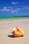 Seashell on caribbean beach