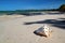 Seashell on a caribbean beach