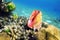 Seashell in caribbean reef colorful sea