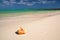 Seashell on caribbean sea