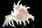 Seashell Chicoreus ramosus