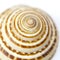 Seashell close up - sundial shell