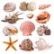 Seashell collection