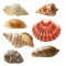 Seashell collection