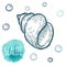 Seashell collection hand drawn aquatic doodle vector illustration. Sketch.