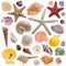 Seashell collection isolated