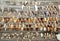 Seashell collection on weathered wooden planks