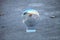 Seashell through a crystal ball on North Naples Beach at sunrise