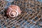 Seashell on fishing net