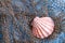 Seashell on fishing net