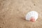 Seashell on Golden Sandy Beach Background