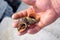 Seashell in Hand Stock Photo