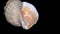 Seashell Isolated on Black Background â€“ Orange and White Seashell